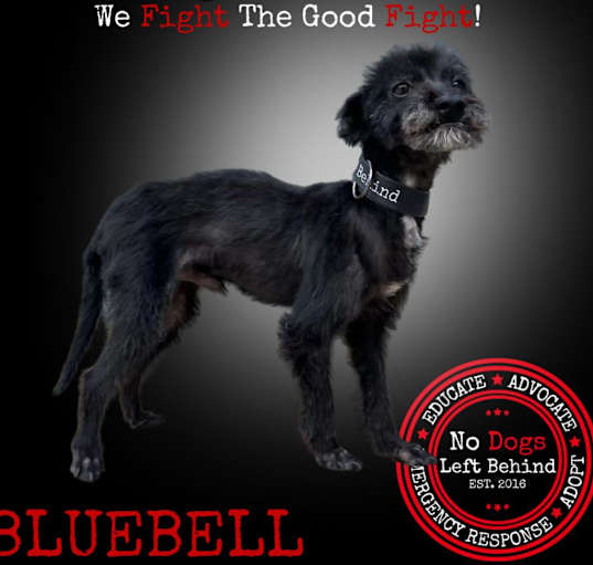Photo of Bluebell 7505