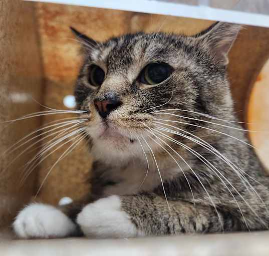 Photo of Samson
