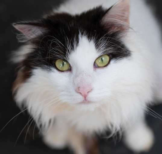 Photo of Precious