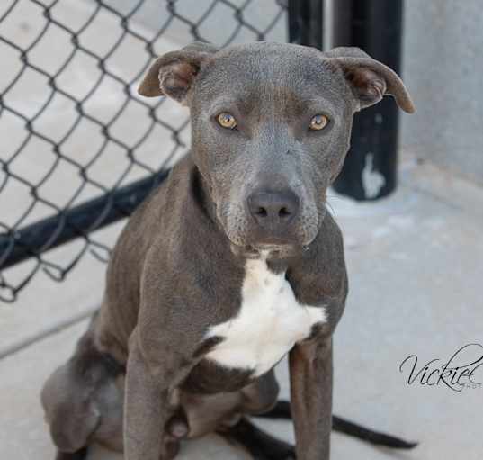 Photo of Hercules