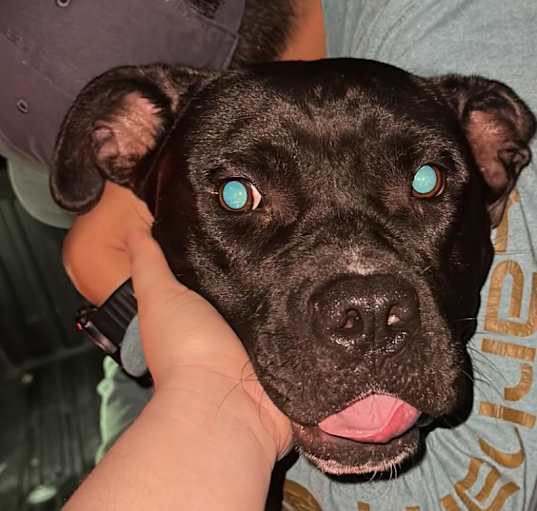 Photo of Zephyr