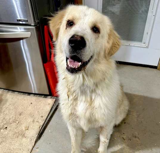 Photo of Harley