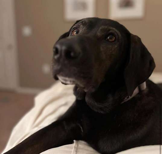 Photo of Lady (In Foster Home)