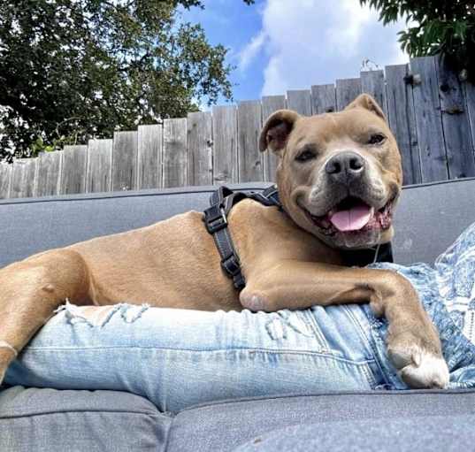 Photo of ROCKO