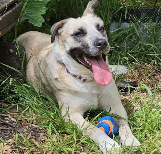 Photo of LADY DOGIVA now COOKIE