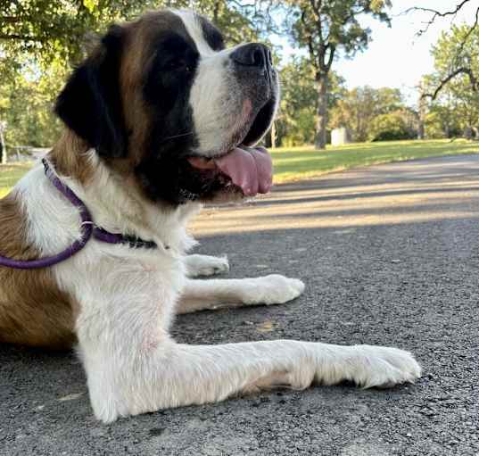 Photo of Bentley