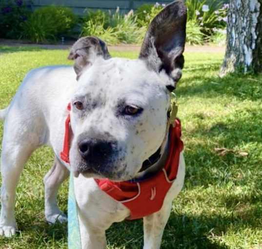 Photo of PEPPER