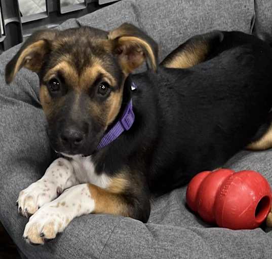 Photo of Annie