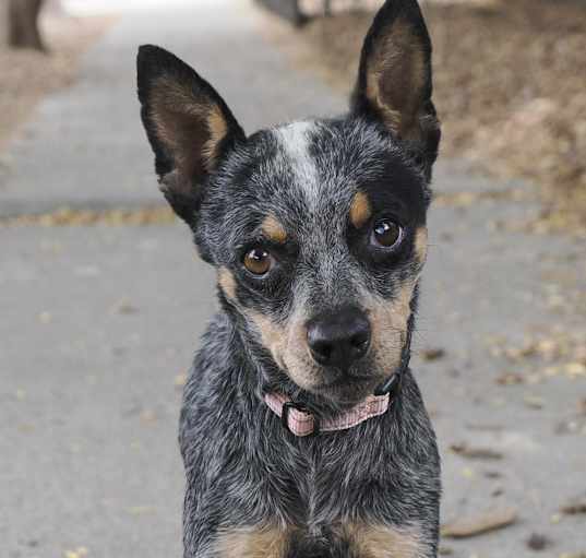 Photo of SHILAH now PIPPA