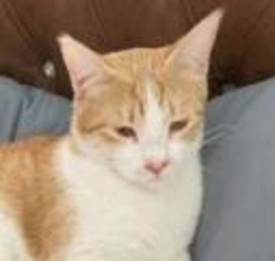 Photo of Sid Kabul (bonded w/Nancy Kabul)