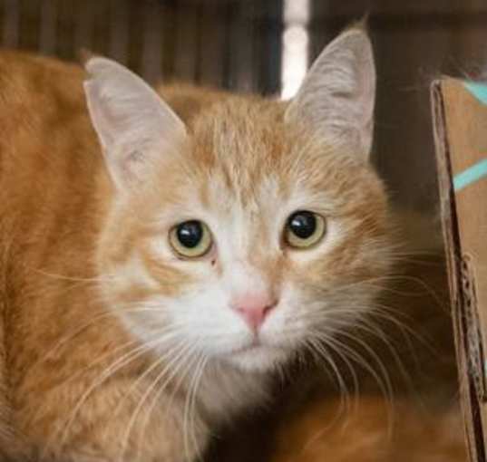 Photo of Nancy Kabul (bonded w/Sid Kabul)
