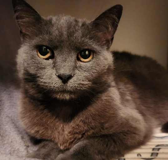 Photo of Mitzi Bland (Bonded w/Baby Bland - Adoption Fee Sponsored)