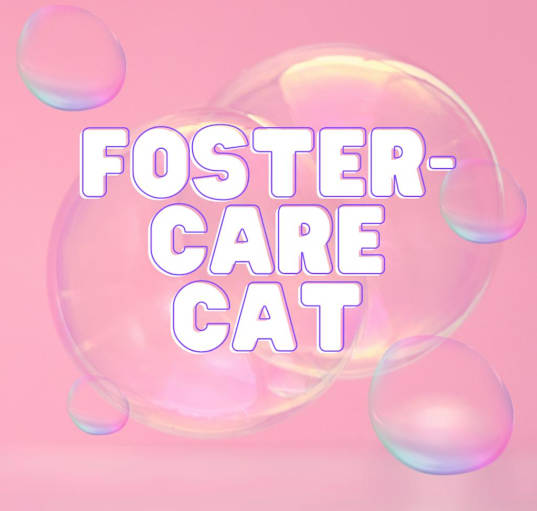 Photo of Foster Care Cat