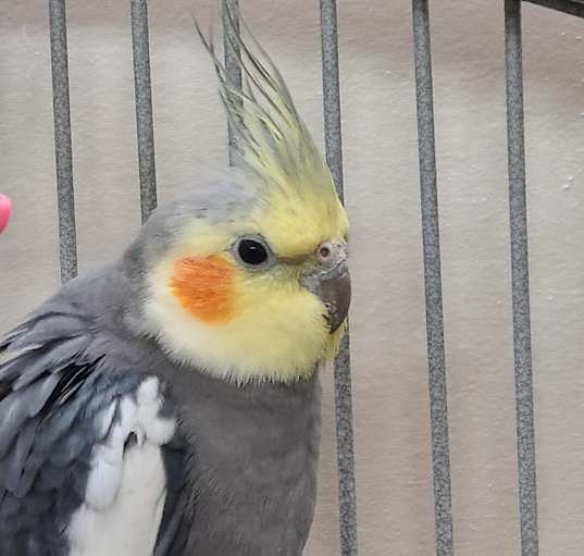 Photo of Alphie
