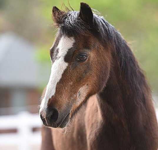 Photo of Snickers