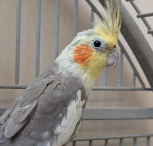 Photo of Wyatt