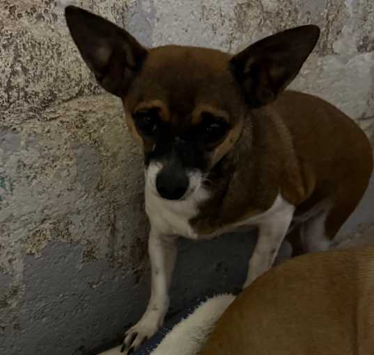 Photo of Turkey aka Rocket