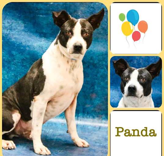 Photo of Chooch aka Panda