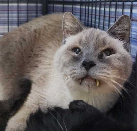 Photo of Mac