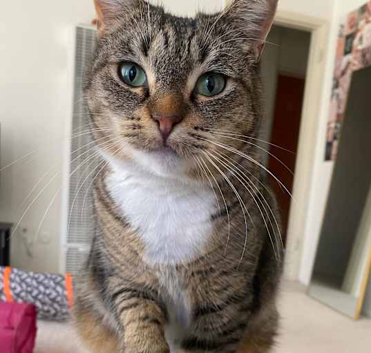 Photo of Pumpkie