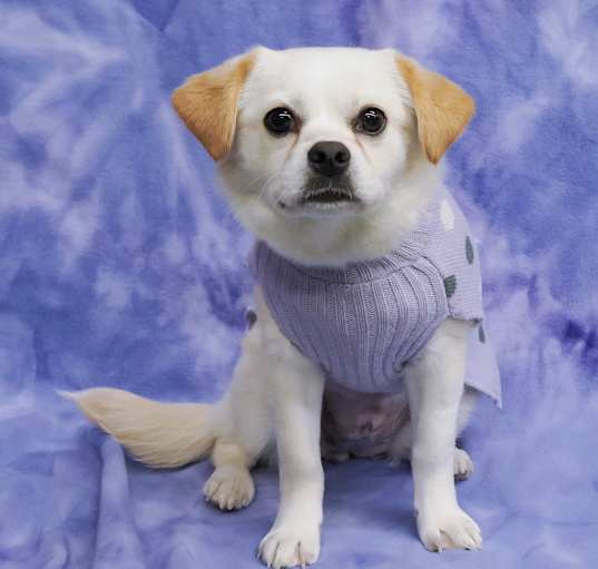 Photo of BUTTON