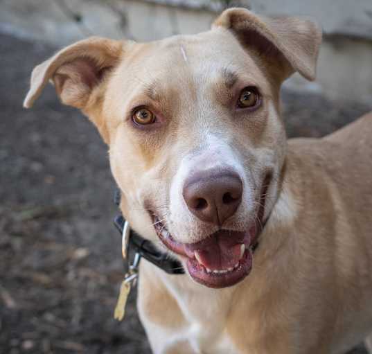 Photo of BAXTER