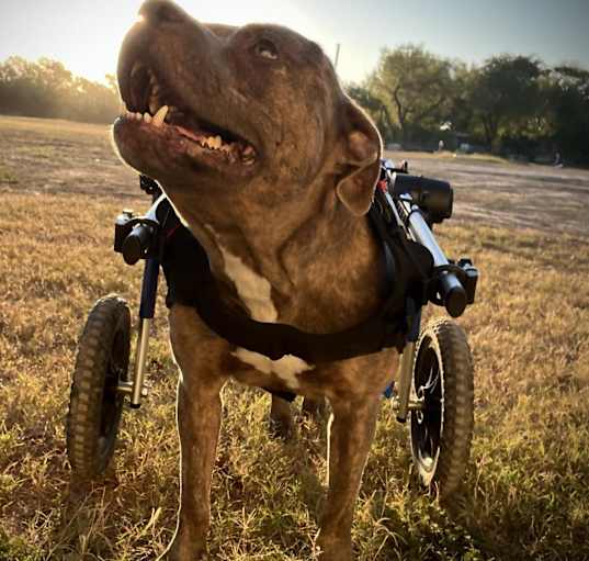 Photo of Forrest Gump AG aka Hardy JuM
