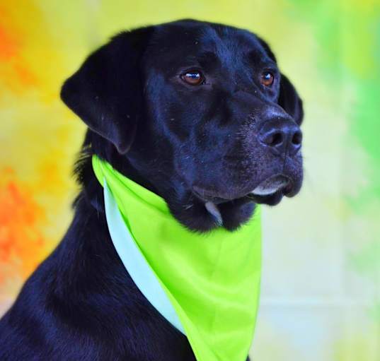 Photo of Bailey JR