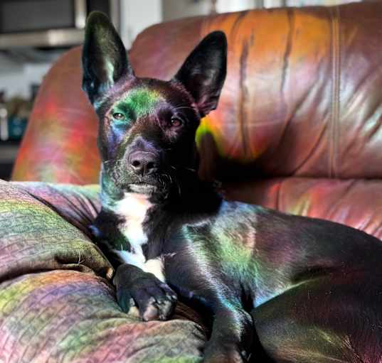 Photo of Starlight