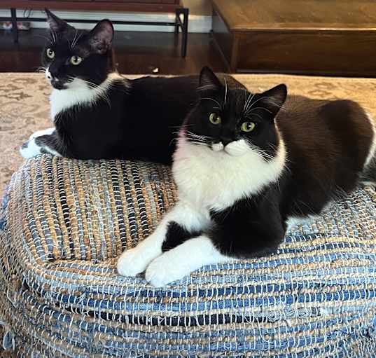 Photo of Futon