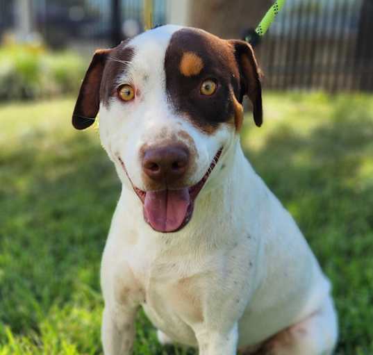 Photo of Patches SR