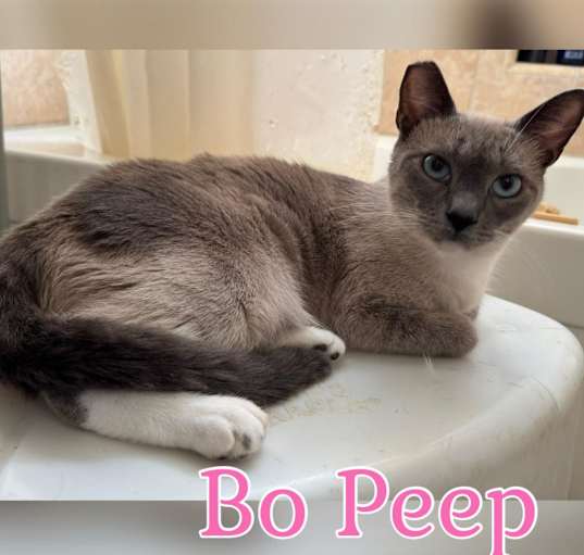 Photo of Bo Peep