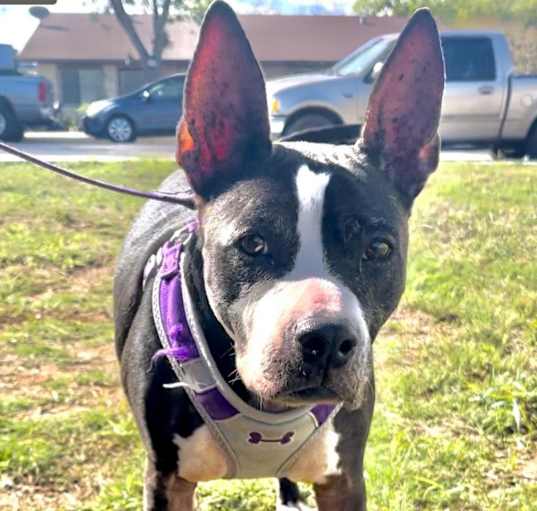 Photo of Samantha AKA Izzy DC*