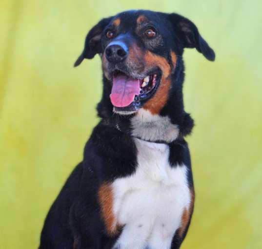Photo of Fury JuM aka Rocky