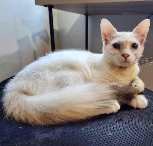 Photo of Mochi