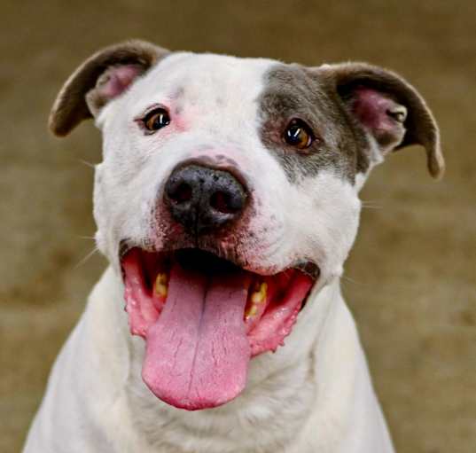 Photo of Roscoe/ Sylo