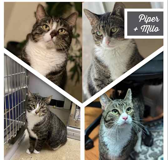Photo of Milo
