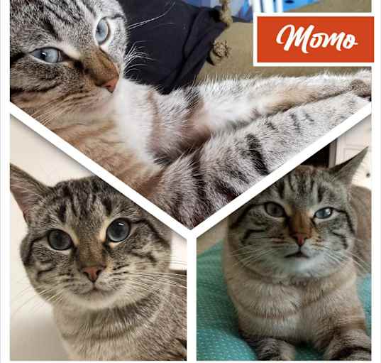 Photo of Momo