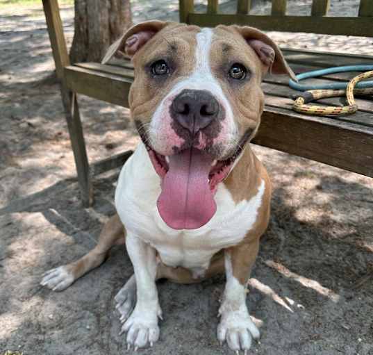 Photo of Nala