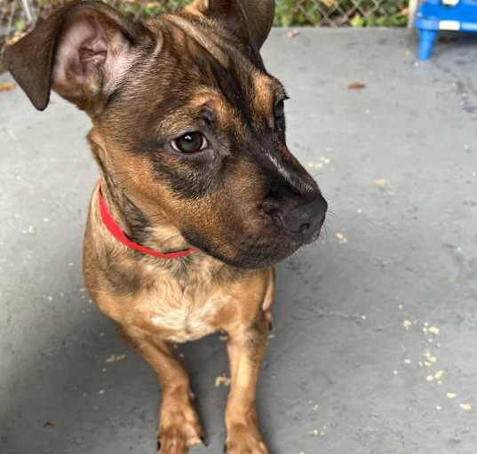 Photo of Rex