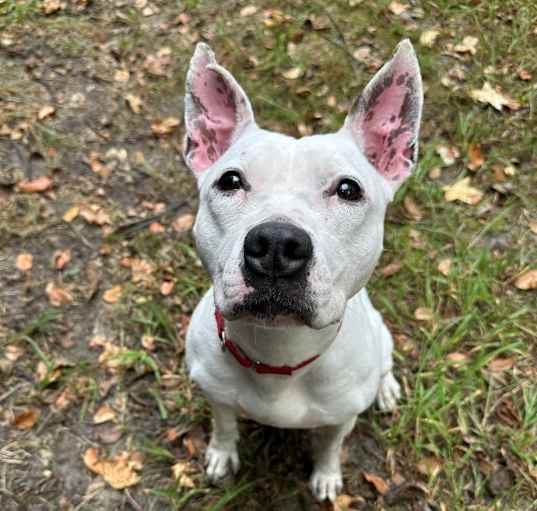 Photo of Layla