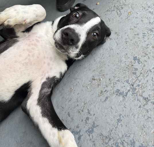 Photo of Buttercup