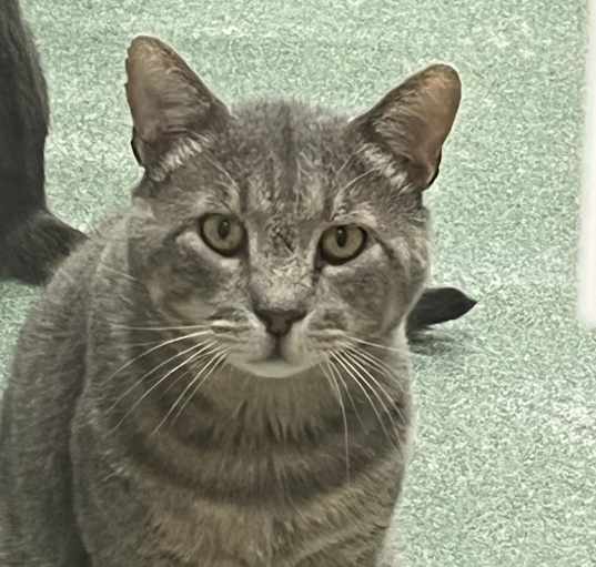 Photo of Pickle