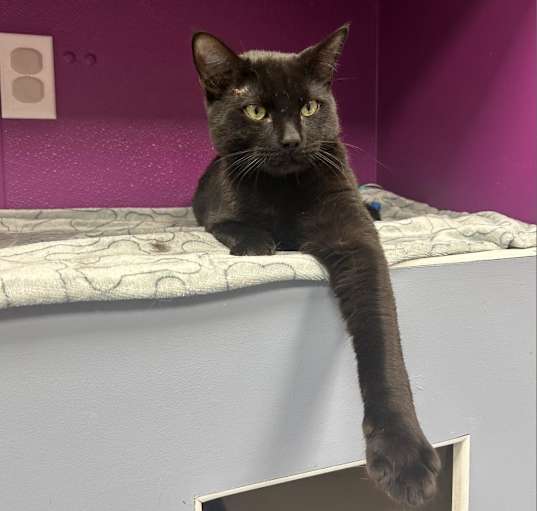 Photo of Meowchael Phelps