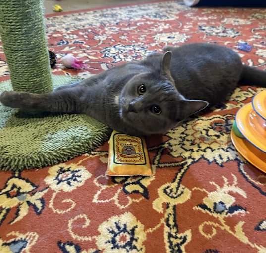 Photo of Grizzly