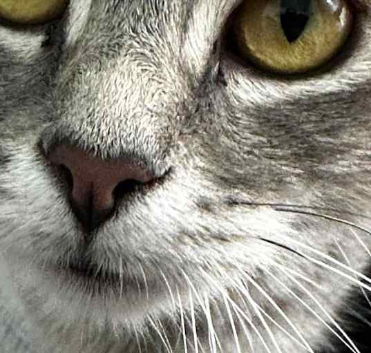 Photo of Sweet Pea