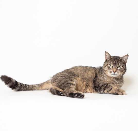 Photo of Lucky