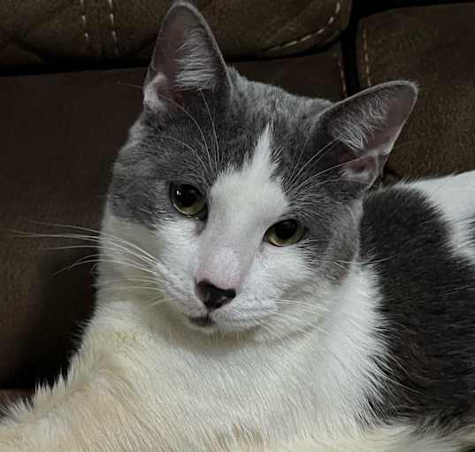 Photo of Cattywampus
