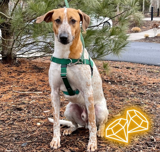 Photo of Arlo