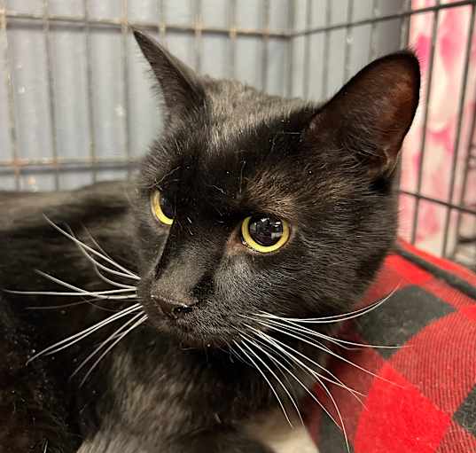 Photo of Binx